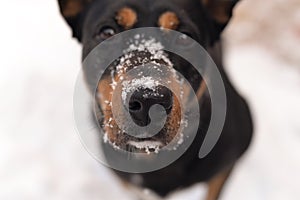 the dog was playing with its nose in the snow
