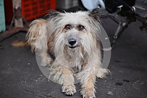 The dog was sitting waiting for the street people with nostalgia.