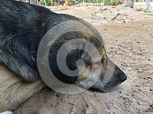 The dog was sleeping on a hot day.