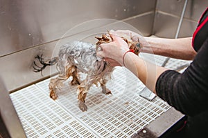 Dog wash before shearing