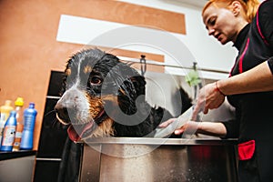 Dog wash before shearing. Berner Sennenhund