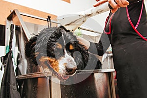 Dog wash before shearing. Berner Sennenhund