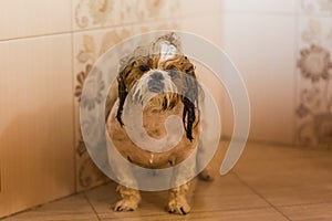 Dog wash before shearing. Wet dog in the shower after washing