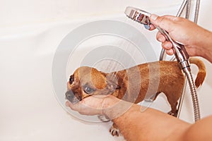 Dog Washed in Bathtub