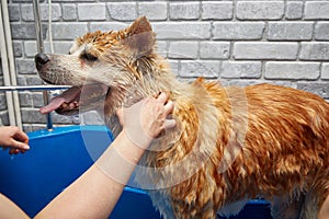 The dog is washed with a shower in the bathtub in the grooming salon