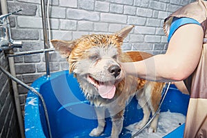 The dog is washed with a shower in the bathtub in the grooming salon