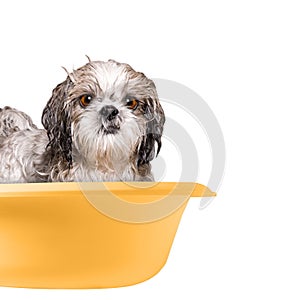 Dog washing in a basin