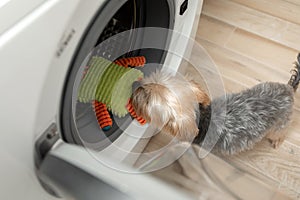 Dog at the washing machine ready to do housework and clean dirty teddy bears