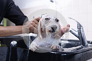 the dog is washing the shower. a man washes a dog in a bathroom in the hands.