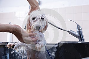 the dog is washing the shower. a man washes a dog in a bathroom in the hands.