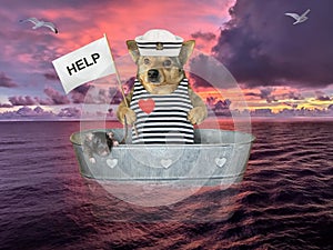 Dog in washtub on sea after shipwreck