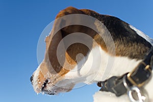 Dog watch back. Beagle head close up on blue background