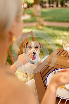 Dog watch a woman eat in the open air