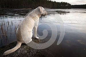 The dog watches as the lake freezes