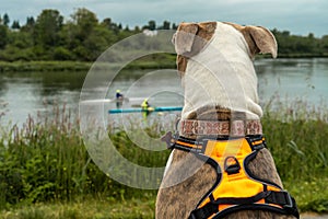 Dog watches as rowers on the river pass by