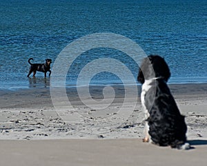 Dog watching bather dog