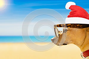 Dog watching the beach on summer christmas holidays