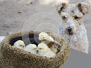 The dog is watching the chicks