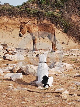 Dog watching the donkey. photo