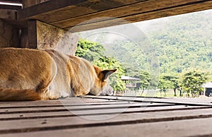 Dog watching the elephants