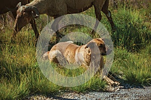 Dog watching flock of goats grazing on sward