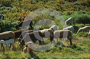 Dog watching flock of goats grazing on sward photo