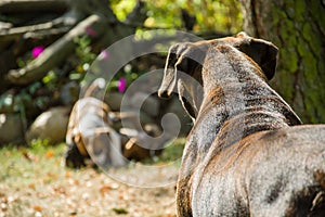 Dog is watching the fun of her puppies