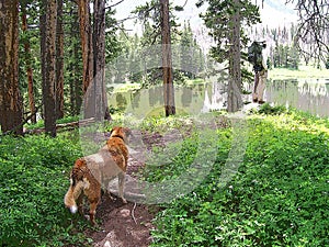 Dog Watching Hiker By Lake Digital Art