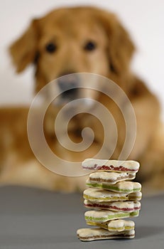 Dog, watching his bisquits