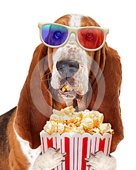 Dog Watching Movie With Popcorn
