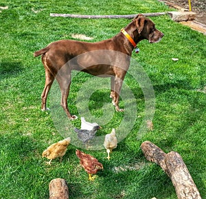 Dog watching over chicks
