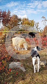 Dog watching over farm animals