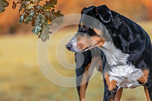 Dog watching a snail, Appenzeller Sennenhund