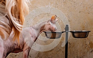 A dog watching the sphynx eating cat food from his bowl. Animal feeding, pets, hobbies. Close-up