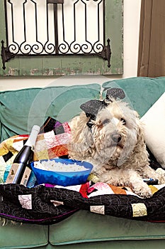 El perro seguimiento deporte comportamiento sobre el televisión abrazo en frazada maiz tostado 