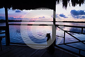 Dog watching sunset at lagoon on dock with straw roof in Utila, Honduras, Central America