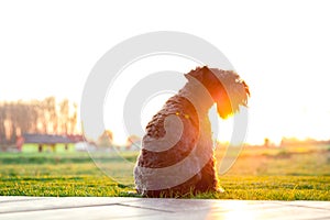 Dog watching sunset on the terrace of the house