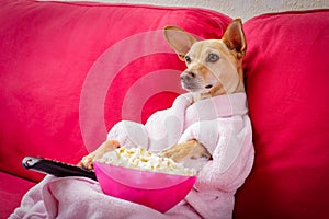 Dog watching tv on the couch