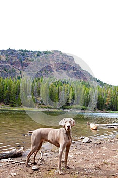 Dog and Water