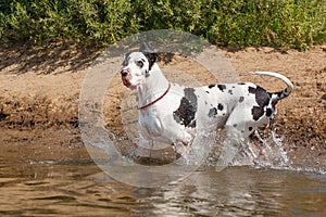 Dog in the water