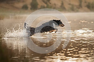 Dog in the water. Active Border Collie jumping in the lake.