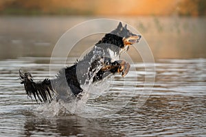 Dog in the water. Active Border Collie jumping in the lake.