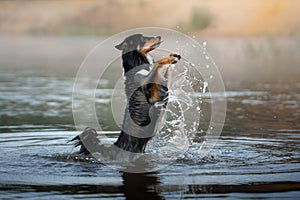 Dog in the water. Active Border Collie jumping in the lake.