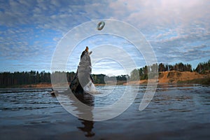 Dog in the water. Active Border Collie jumping in the lake.