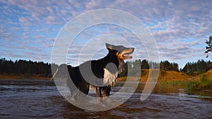 dog in the water. Active Border Collie jumping in the lake.