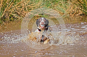 Dog in water with ball