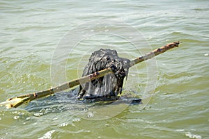 Dog in water returning with stick