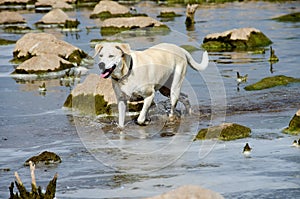 Dog in water with river rocks