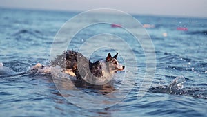 dog in the water at sea. Happy marbled border collie jumping,