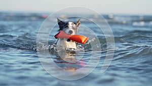 dog in the water at sea. Happy marbled border collie jumping,